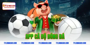 app cá độ bóng đá